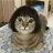 ねこるりこ(=゚ω゚=)のアイコン
