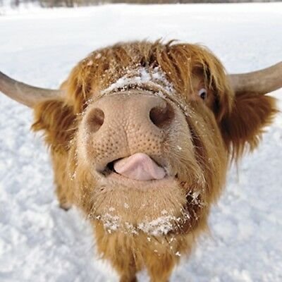 ThistleDhuGrace's profile picture. Rabid (no I didn't mean avid though I'm that also) book reader. Wine lush. My Native American name is drools over chocolate.