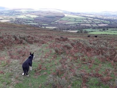 Organic farmer.Farming beef sheep and malting barley in the foothills of wicklow mountains.Interested in sustainable  farming in harmony with nature.