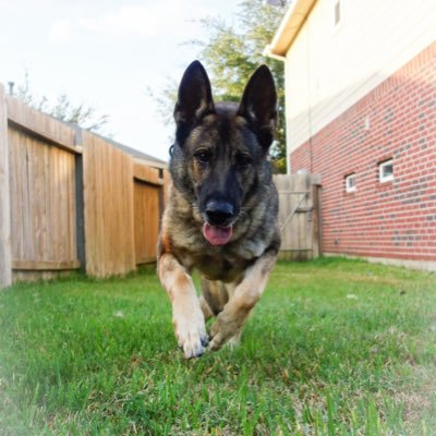 Served 7 yrs in Arizona as a police K9 working on the border. Now retired...basically means I get to do what I want. 🏈 🎾 https://t.co/ZvX0yiXiVG