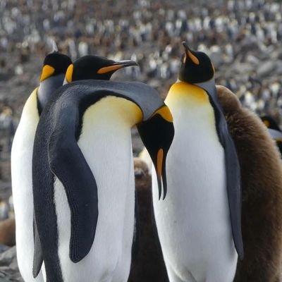 Manzoor55108502's profile picture. businessman