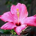 diane mccann - @dorie43 - Twitter