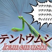 スローロリス︎@永遠不滅のリリン🌖さんのプロフィール画像