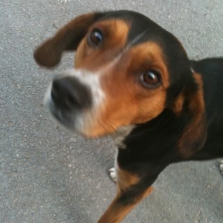 nihalhaznadar's profile picture. 