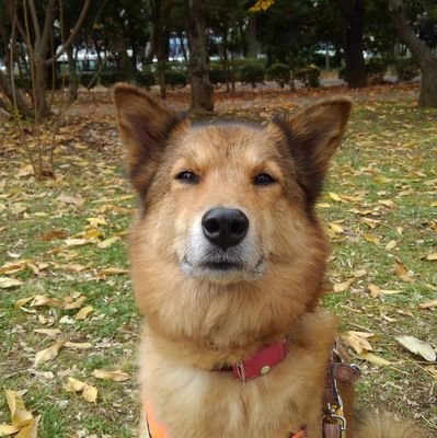 kZHsAkh83mxLqd5's profile picture. 雑食系のおっさんモデラー。コロナ禍で模型作りに復帰する（約20年ぶり）。ガンプラ、ガルプラ、車、バイク、戦闘機等　興味のあるものは何でも作ります。最近はガレキ作りにハマっています。