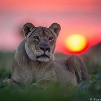 Lana Fares (@lana_fares89) Twitter profile photo