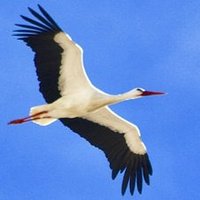 Vogelfrei (@archophob1) 's Twitter Profile