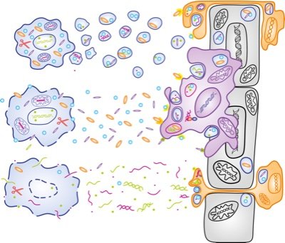 Associate Professor @ Department of Clinical Microbiology and Immunology, Sackler School of Medicine, Tel Aviv University. 
Study cell death and inflammation.