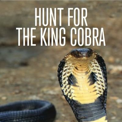 yogesh30629083's profile picture. only indian no BIO