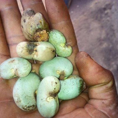 Ikelia Benjamin, Head of Operations at BENEMENIKEEXPORT COMPANY NIGERIA in Export, Supplier and Facilitating Agent, in Agro crops, Logs and Solid minerals