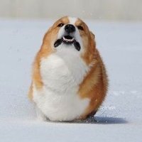 Váredhyr (@varedhyr) 's Twitter Profile