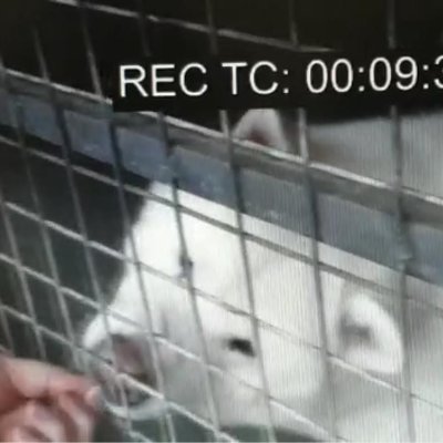 PabloTheAkita's profile picture. family loved pet who is in need of your support - please view this link 
https://t.co/UjvxEmcIv8?amp=1