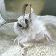 Daily Moths