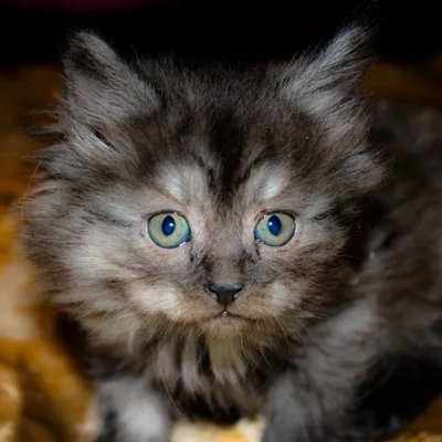 PaulaSi96711845's profile picture. 