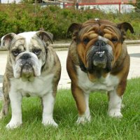 David (@harryelbulldog) 's Twitter Profile Photo David (@harryelbulldog) 's Twitter Profile Photo