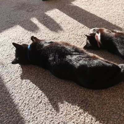 CatinNextLife's profile picture. 
