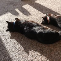 Cat Man Do (@catinnextlife) 's Twitter Profile Photo Cat Man Do (@catinnextlife) 's Twitter Profile Photo