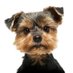 DogTrainingFun (@dogtrainingfun2) Twitter profile photo DogTrainingFun (@dogtrainingfun2) Twitter profile photo