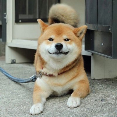 clownworldshiba Profile Picture