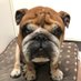 looseDog (@loosedog0) Twitter profile photo looseDog (@loosedog0) Twitter profile photo