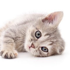 もふぬこ動画 Mofu Nuko Video Twitter