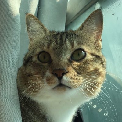 pu_bai's profile picture. 鹹魚