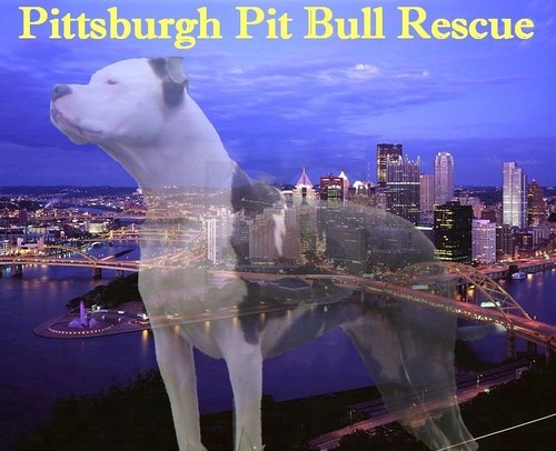 Pittsburgh Pit Bull Rescue is a non-profit organization that is devoted to rescuing Pit Bulls from kill shelters,fostering them finding good lovng forever homes