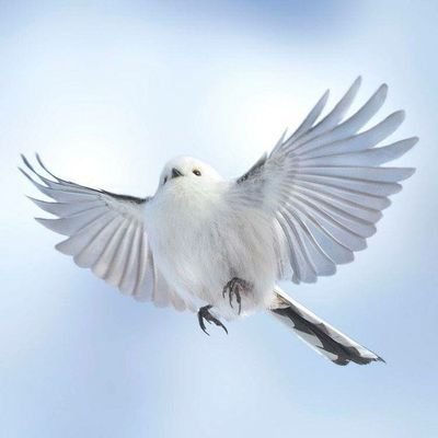 waitingforTROS_'s profile picture. @choux_mi_ 스포계 | 12월 21일 첫관람 예정. 그 이후 활성화