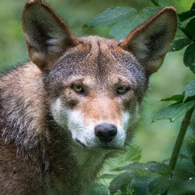 The Endangered Wolf Center is a non-profit dedicated to preserving and returning endangered wolves to the wild. 20 miles from St. Louis. Tours are available.