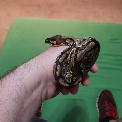 xeonzer's profile picture. 