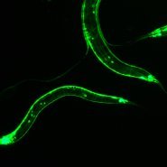 Nematode epidemiological, evolutionary, and vector genomics at La Trobe University.