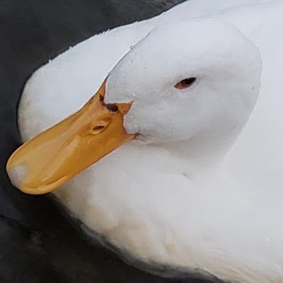 overtlawyer's profile picture. 