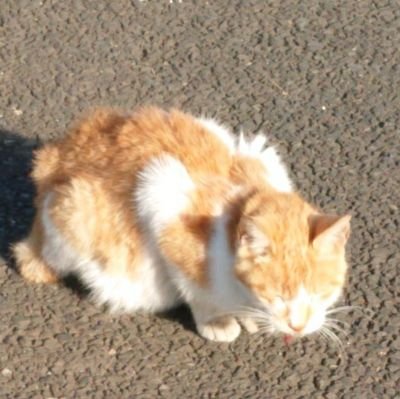 猫や犬や動物の動画をTLで埋めたいですw
その他は趣味(主に料理)とかのアカウントです。
更新はぼちぼちまったりやっていくつもりです。
#お弁当記録
#おうちごはん
#お弁当楽しもう部
#腸活スープ
#温活スープ