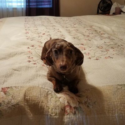 daviske22657266's profile picture. Veteran, Patriot, lover of God, country and the Constitution as written. Love my family, my fellow patriots and MAGA! TRUMP 2024#GodWins!! PURE BLOOD!