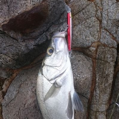 釣り、ゴルフ、ドライブ、スイーツ、食べログでの美味しいお店探し、アニメ、旅行などなどが好きです。日常的なつぶやきが多いですがよろしくお願いします。