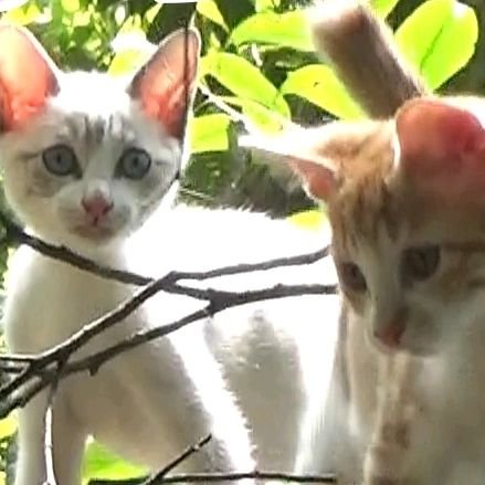 兄弟猫3匹【ちゃちゃまるべん】と、森で楽しく暮らしています🌳🐾🌲
YouTube『猫と森で暮らす』『猫森マスター🎣』『のねこマスター』
TikTok『猫森マスター』
動画投稿しています。
よろしくお願いします！