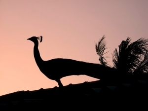 tarendran's profile picture. God wishes for His creation to return to a harmonious relationship with Him; He has offered humanity a covenant so we may return to His Way.