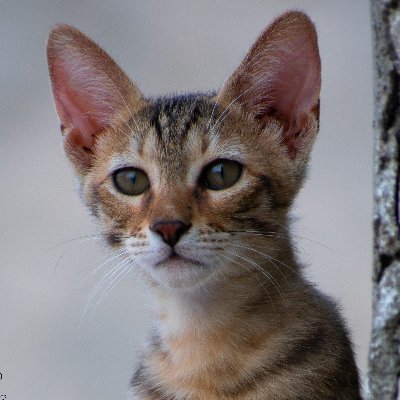 88_negi's profile picture. Speed