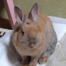 だんごママ 獣医師の指示です 兎専門店 で売られているムース 洗い流さななくてよいとのことですが 流さないとあれるので流します かシャンプーを使っています 乾かしたらシリーケイとピュアサイエンスの混合液を湿布しかわかしそのあと薄くゲンタマイシン だんごママ 獣医師の指示です 兎専門店 で売られているムース 洗い流さななくてよいとのことですが 流さないとあれるので流します かシャンプーを使っています 乾かしたらシリーケイとピュアサイエンスの混合液を湿布しかわかしそのあと薄くゲンタマイシン