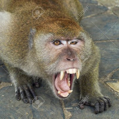 AngeredChimp's profile picture. I VERY MAD

THIS IS TWITTER WHERE SHOUT

MEBER OF JUNGLE THICK

WHAT I DOING... SECRET...