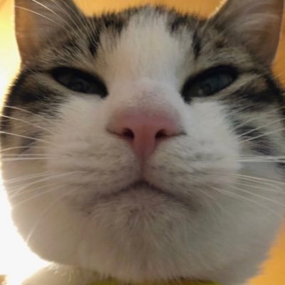 ねこおでん Neko Oden123 Twitter