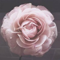 ام اليسع (@waf123a) Twitter profile photo