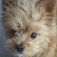 みぃー (@dbuy4g0vqcvbf82) 's Twitter Profile