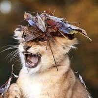 PRD•🦁🍉• (@mk99prd) 's Twitter Profile
