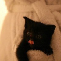 礼央 (@leo2_nyaaaa) 's Twitter Profile
