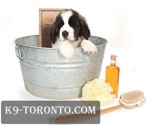 Take your pet for professional Dog Grooming in Toronto. Call 647 591-0523 for information on our Mobile Dog Grooming and Toronto Dog Walking services.