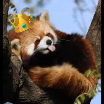 Char_hud08's profile picture. I play ROBLOX, love red pandas and one of my biggest inspirations is night Barbie! ❤️❤️
