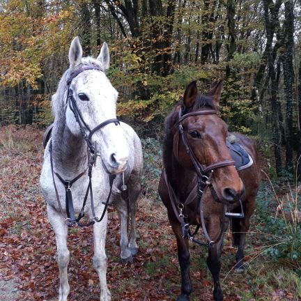 né à la campagne, veneur, chasseur, cavalier, nutritionniste équin, bref un rural quoi🐕🐎🐃🐄🐷🦆🌳🌲ah oui, speciste aussi😉😘