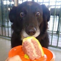 flouste (@flouste) Twitter profile photo