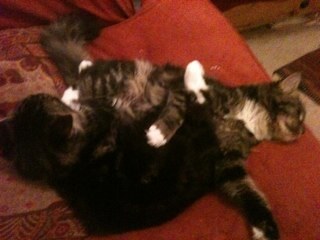 theUrbanKittehs's profile picture. Oh hai! I has got my tail in my water dish lolz